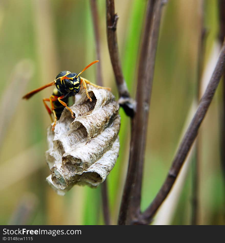 Hornet with honeycomb