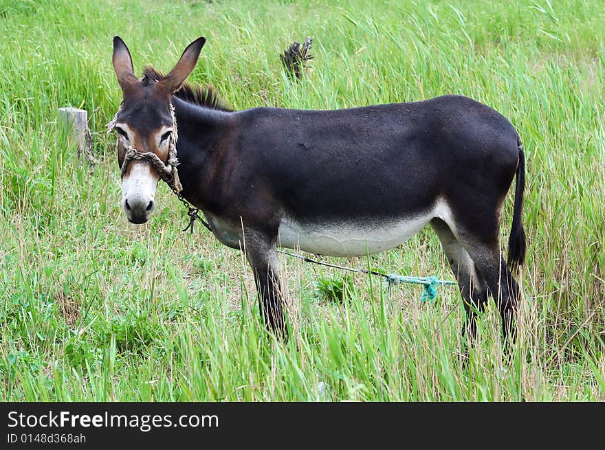 Donkey on rural grassland