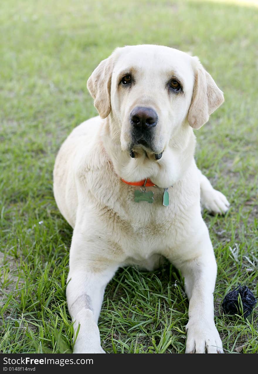 Happy Yellow Labrador laying in the grass with collar on