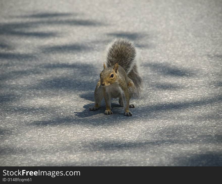 A grey squirrel ready to run across the street.