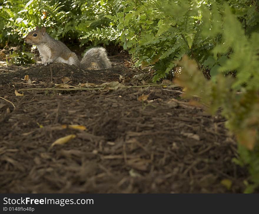 A grey squirrel in a city park.