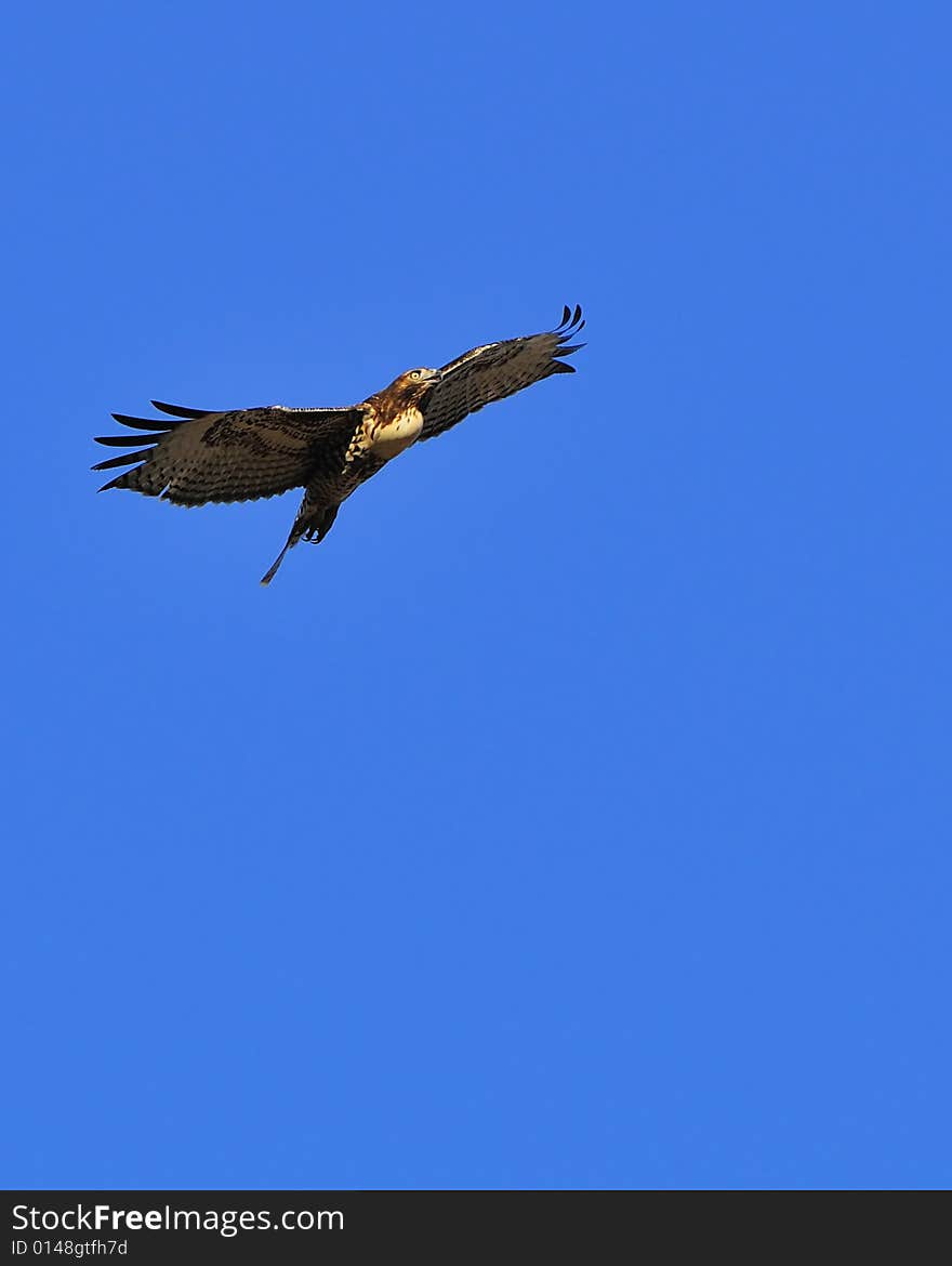 Soaring Redtail Hawk