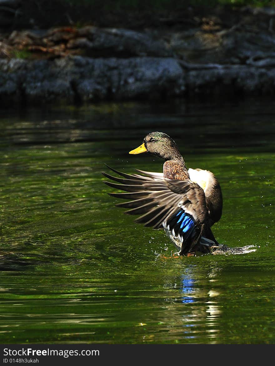 Flaping duck