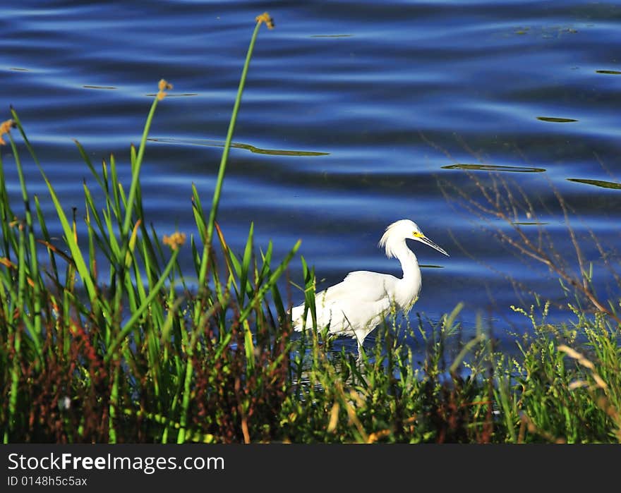 Snowy egret