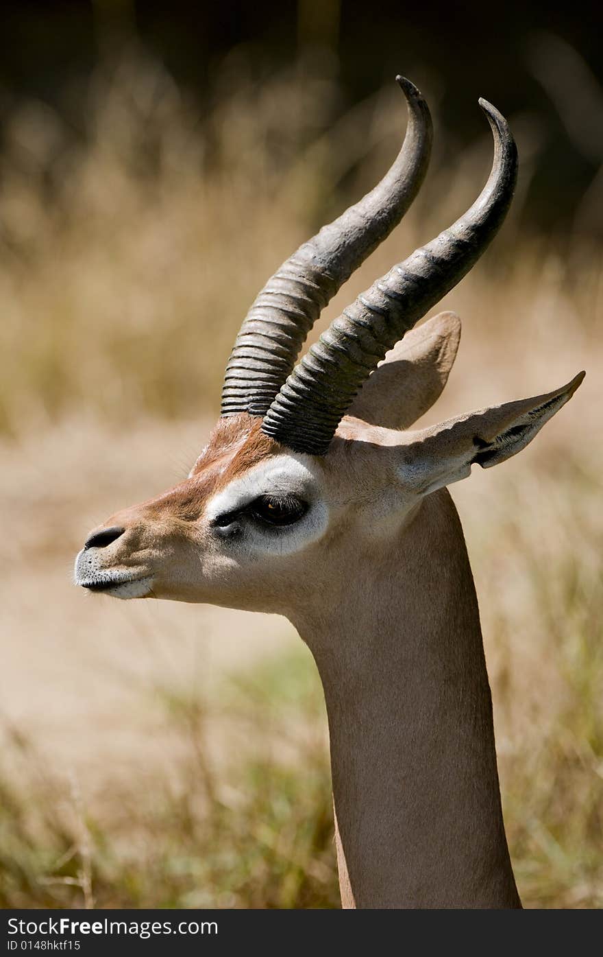 Gerenuk