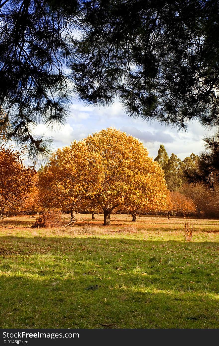 Beautiful yellow autumn tree with space for text. Beautiful yellow autumn tree with space for text