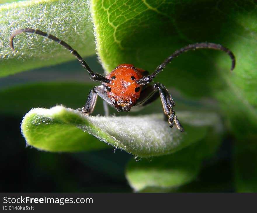 Horned Beetle