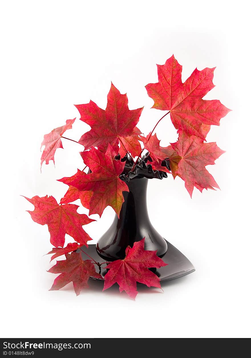 Bouquet from 
autumn maple branches in a black vase on a white background