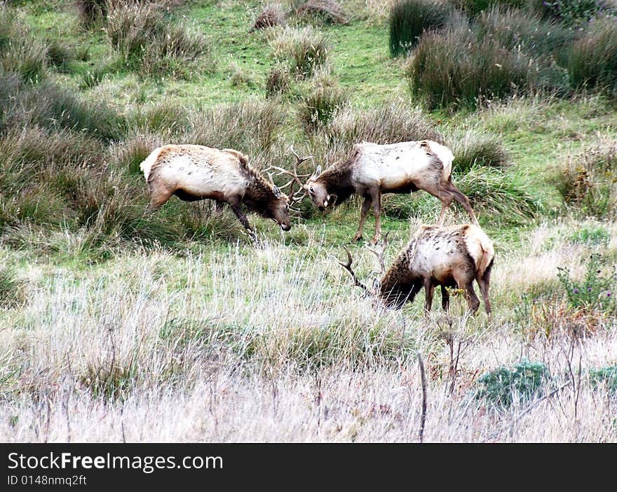 Fighting Elk