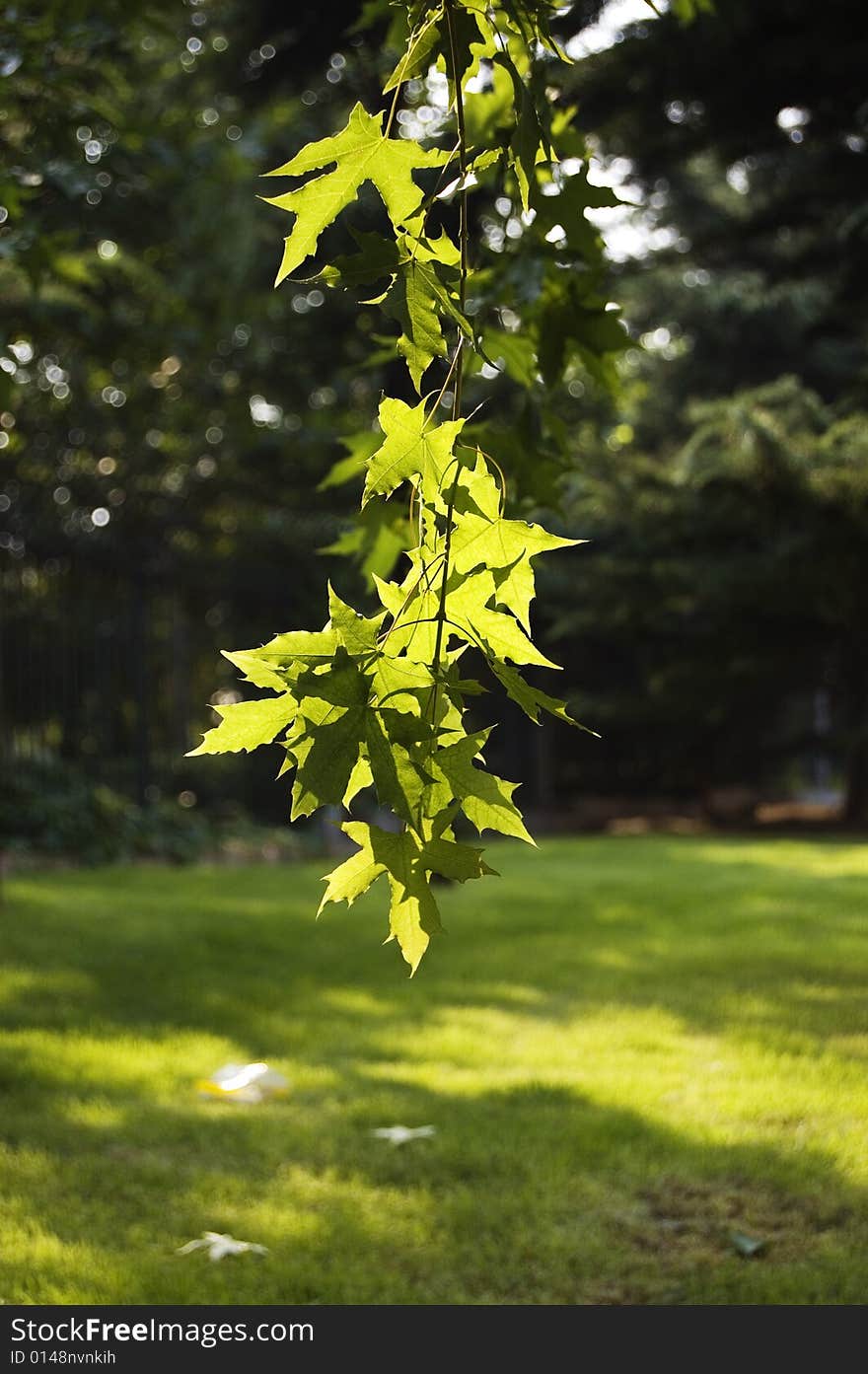 The Maple Leaf Green