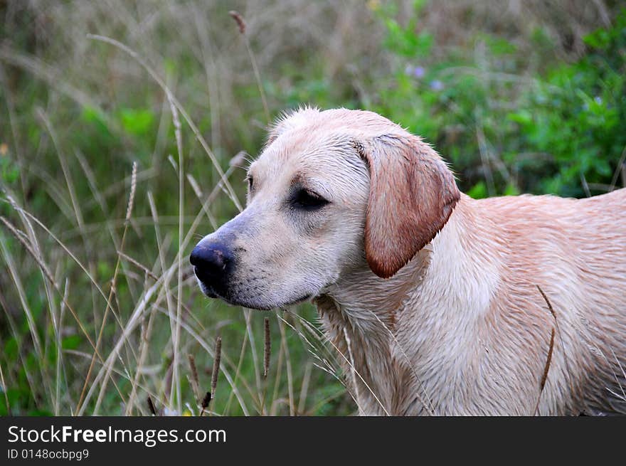 Shot of a cute labrador puppy outdoors. Shot of a cute labrador puppy outdoors