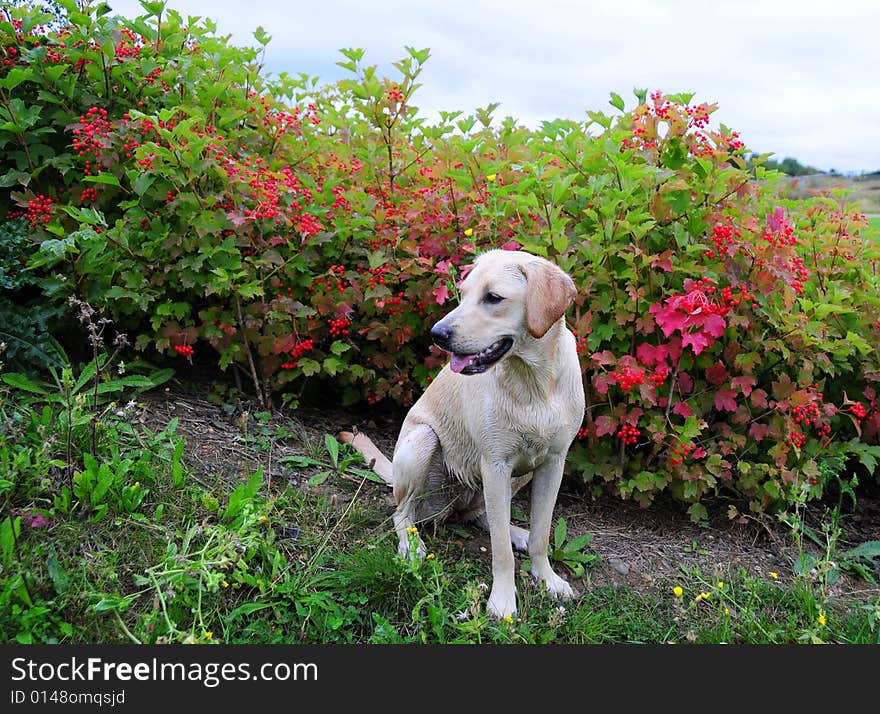 Shot of a cute labrador puppy outdoors. Shot of a cute labrador puppy outdoors