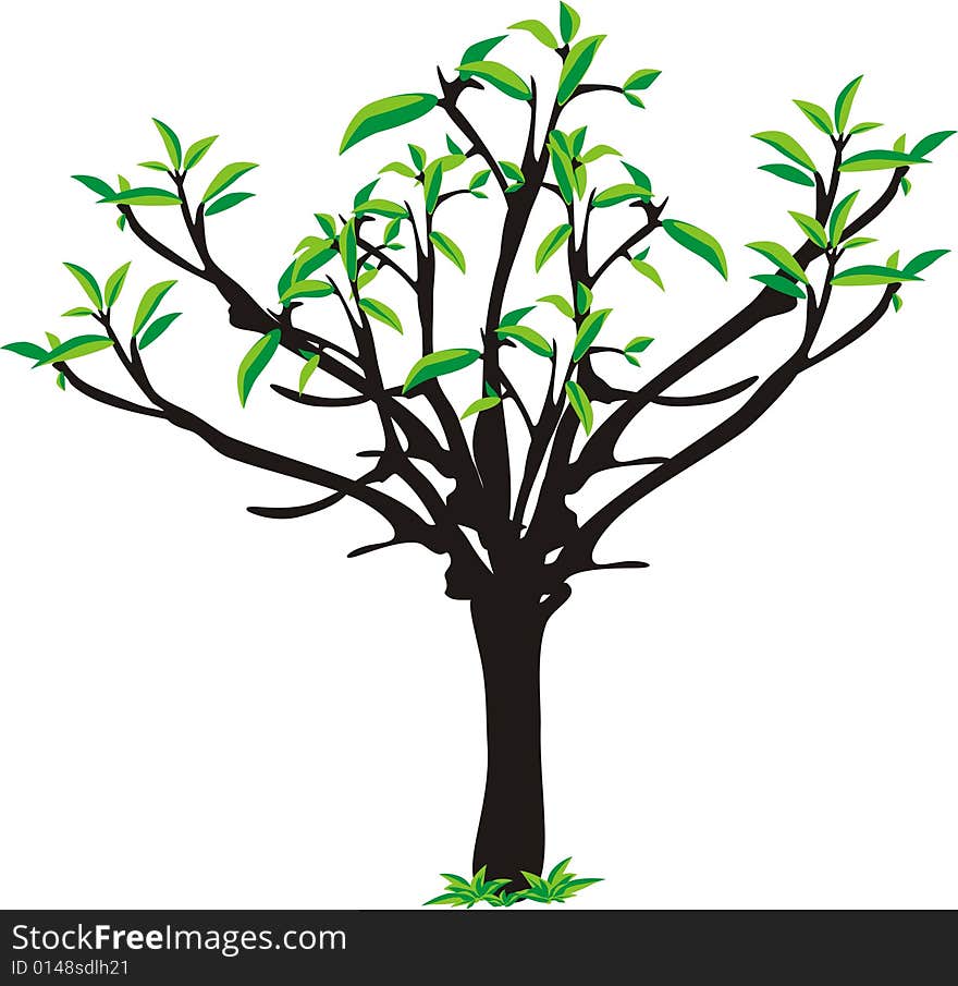 Tree. Isolated object. Vector illustration