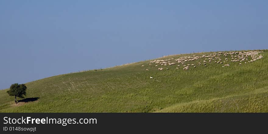 A flock of sheep on a Tuscan hill. A flock of sheep on a Tuscan hill