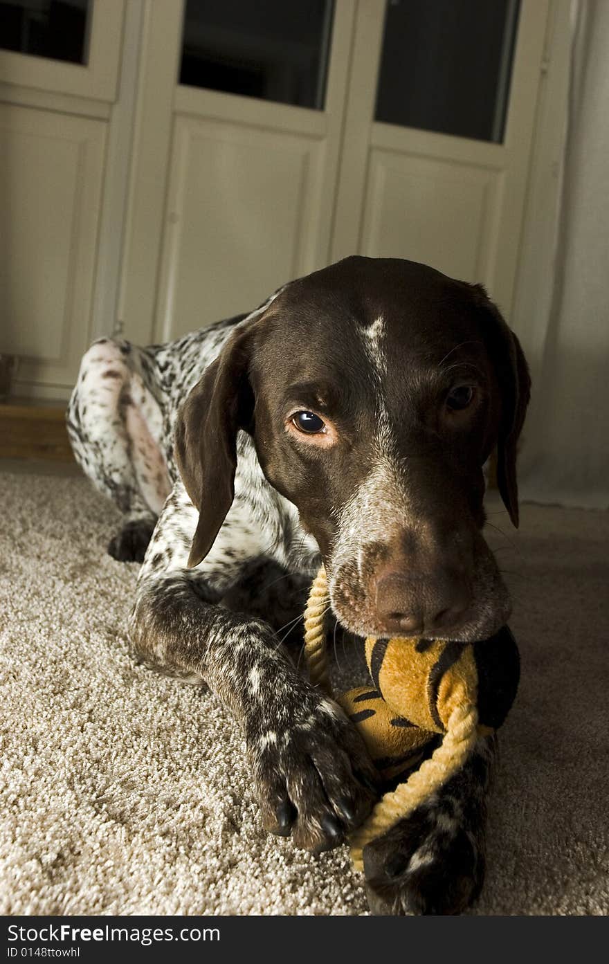 Playful Dog