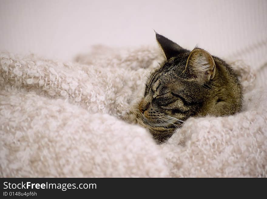 A cat sleeping in a blanket.