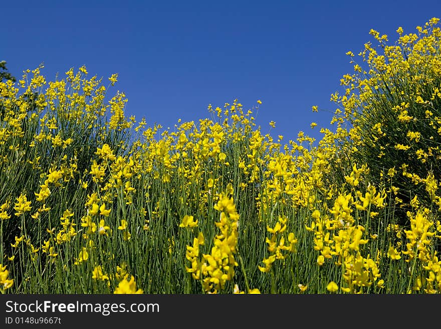 TUSCANY Countryside, Close-up Of Blooming Bush