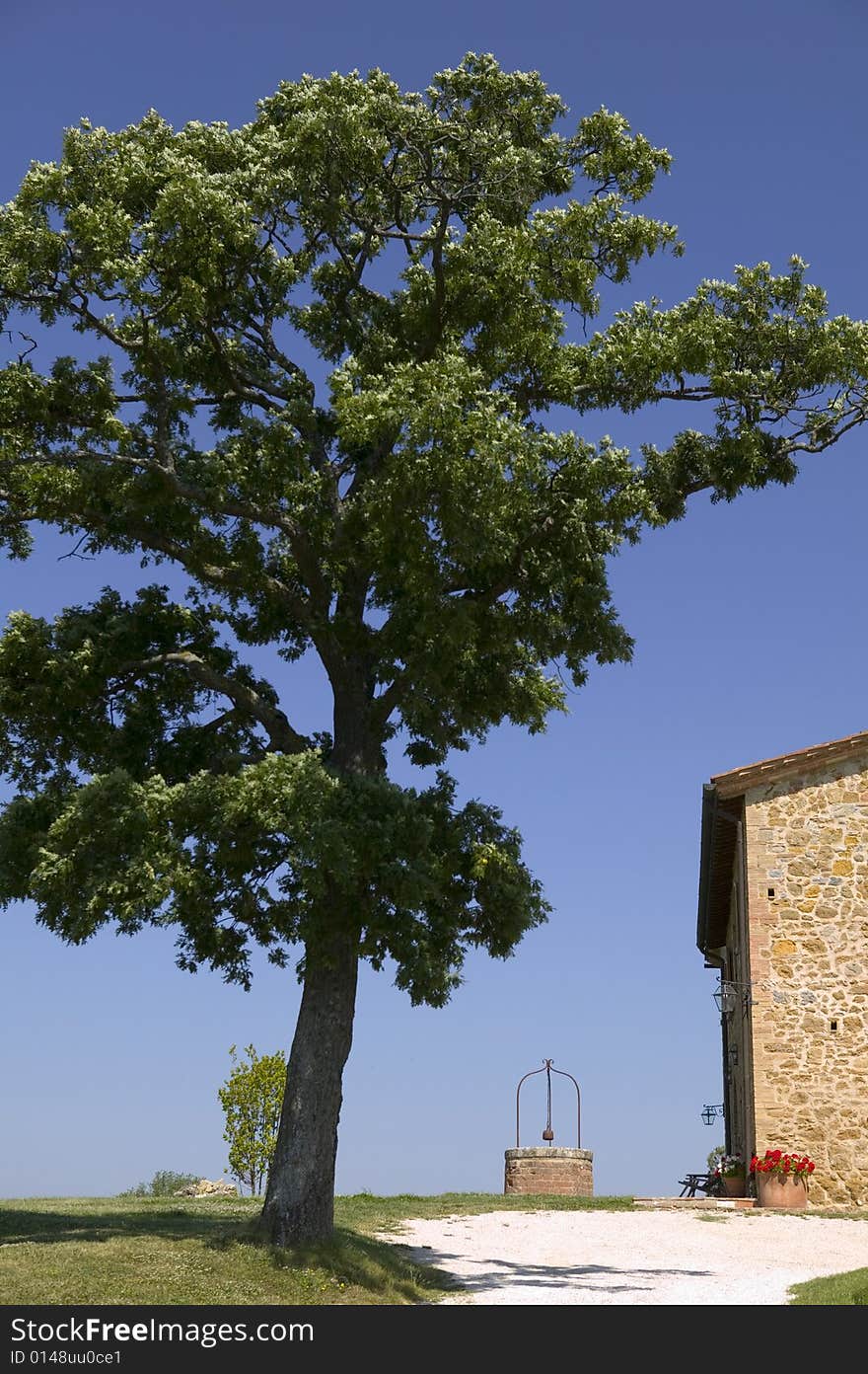 TUSCANY farm and great tree