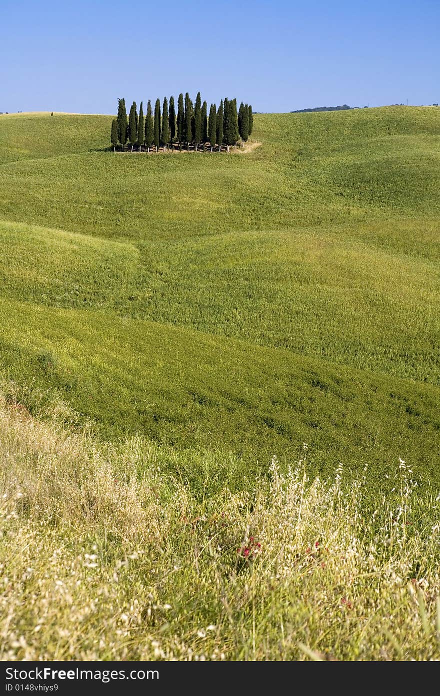 TUSCANY countryside with cypress