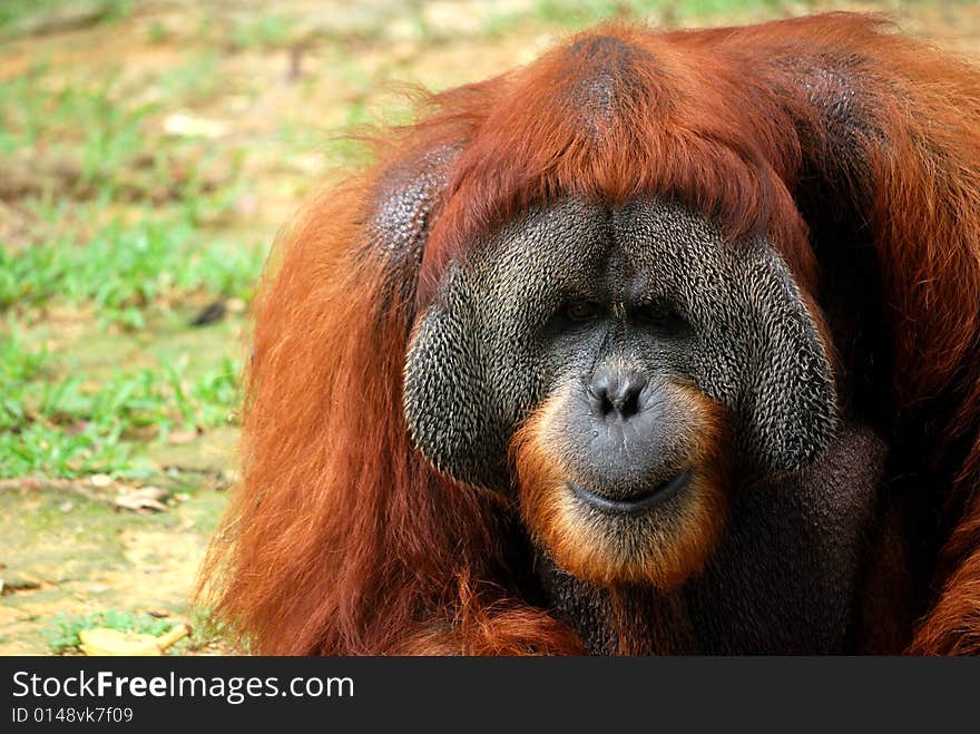 Old large Orangutan