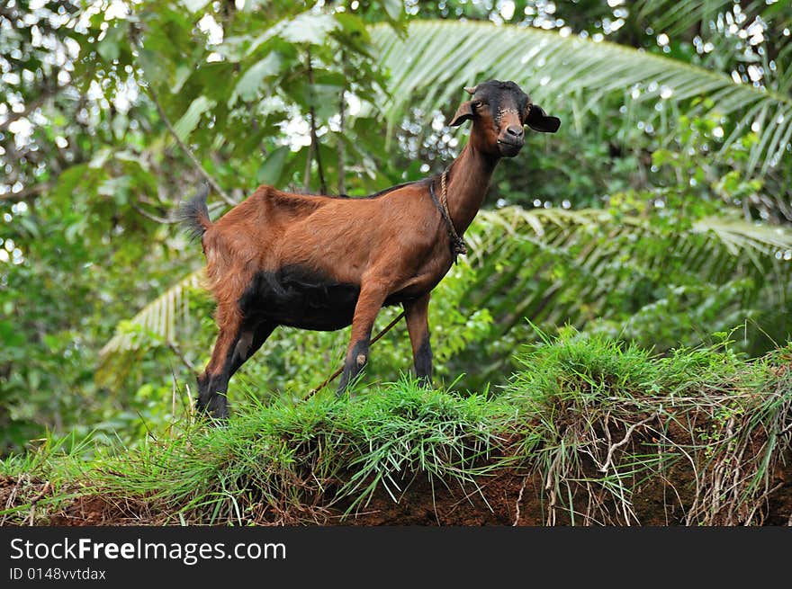 One indian goat eating grass. One indian goat eating grass