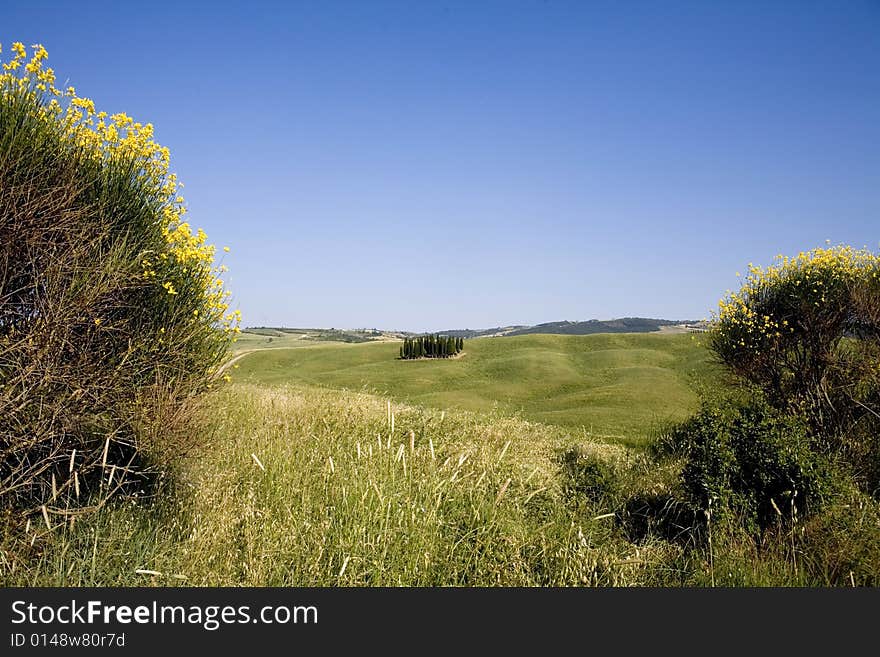 TUSCANY Countryside, With Blooming Bush