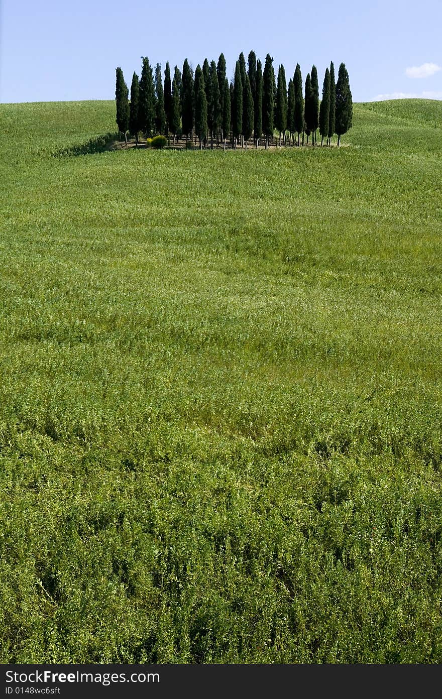 TUSCANY Countryside With Cypress