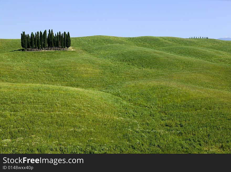 TUSCANY countryside with cypress