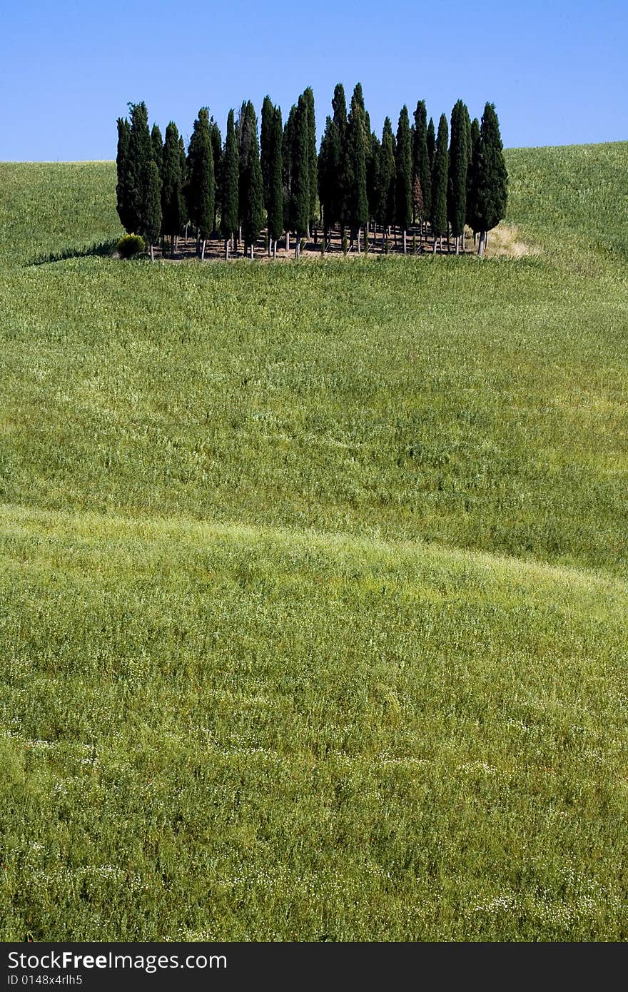 TUSCANY countryside with cypress