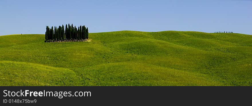 TUSCANY countryside with cypress