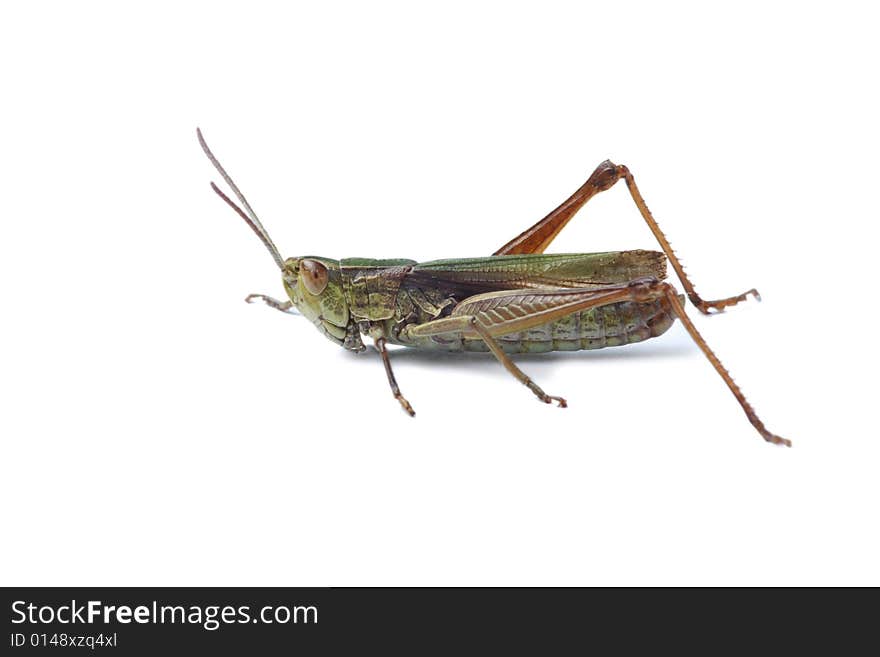 Green grasshopper isolated on white