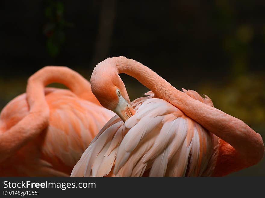 Beautiful pink flamingo cleaning its feathers.