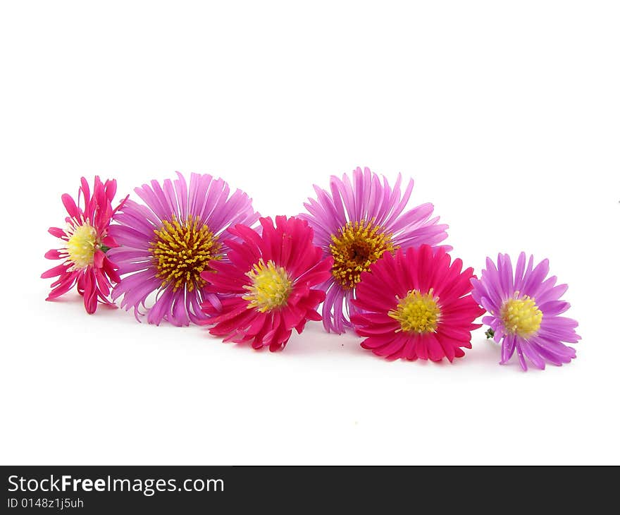 Violet and pink flowers isolated over white.