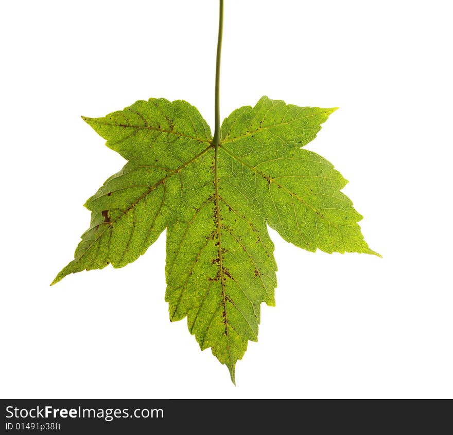 Maple Leaf Isolated On White