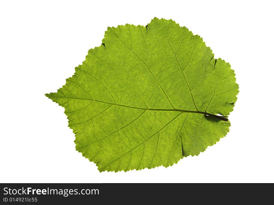 Hazel leaf isolated on white background