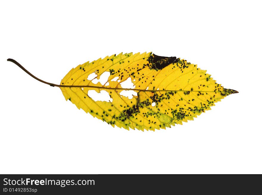 Old cherry tree leaf isolated on white background