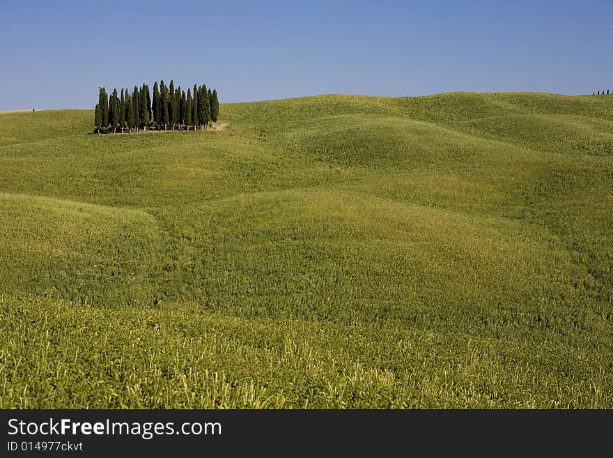 TUSCANY countryside with cypress