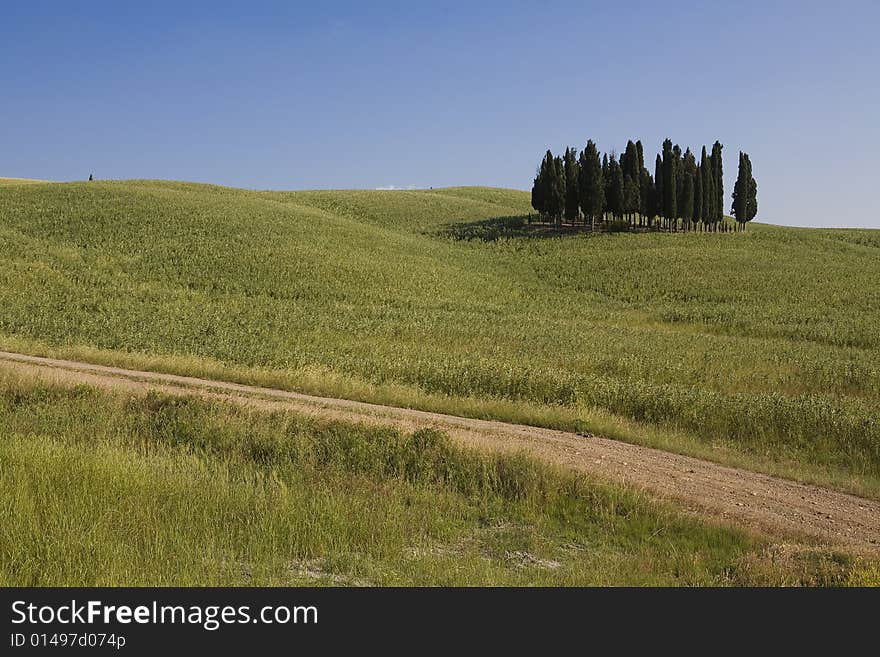 TUSCANY Countryside With Cypress And Road