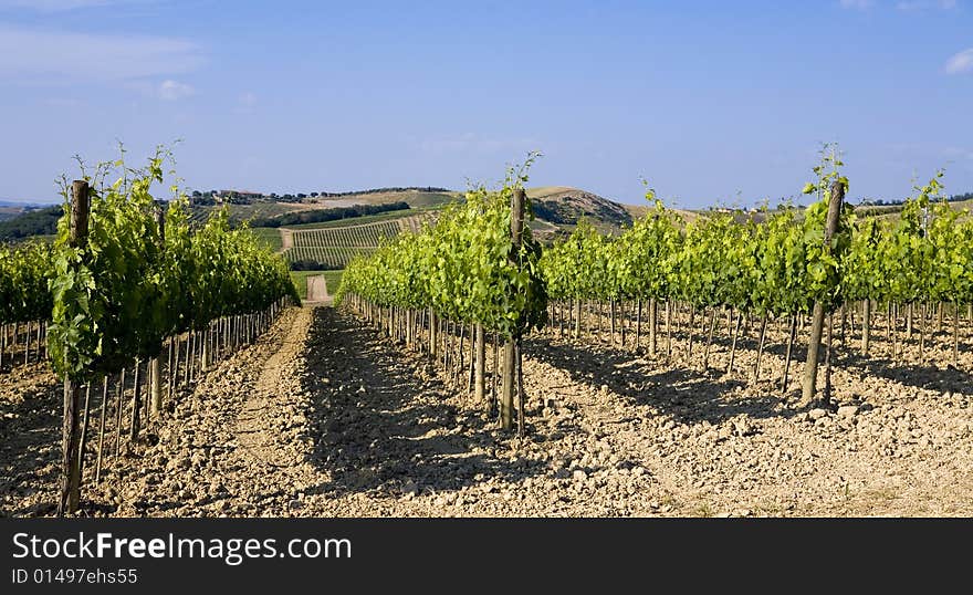 TUSCANY Countryside With Vineyards