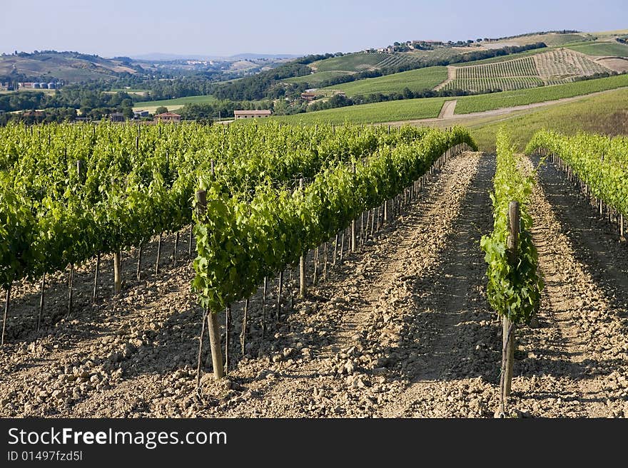 TUSCANY countryside with vineyards