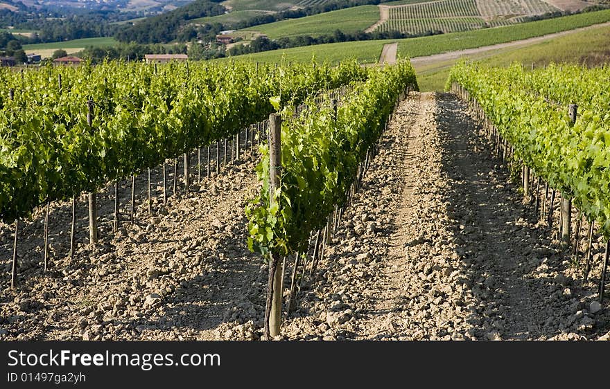 TUSCANY countryside with vineyards