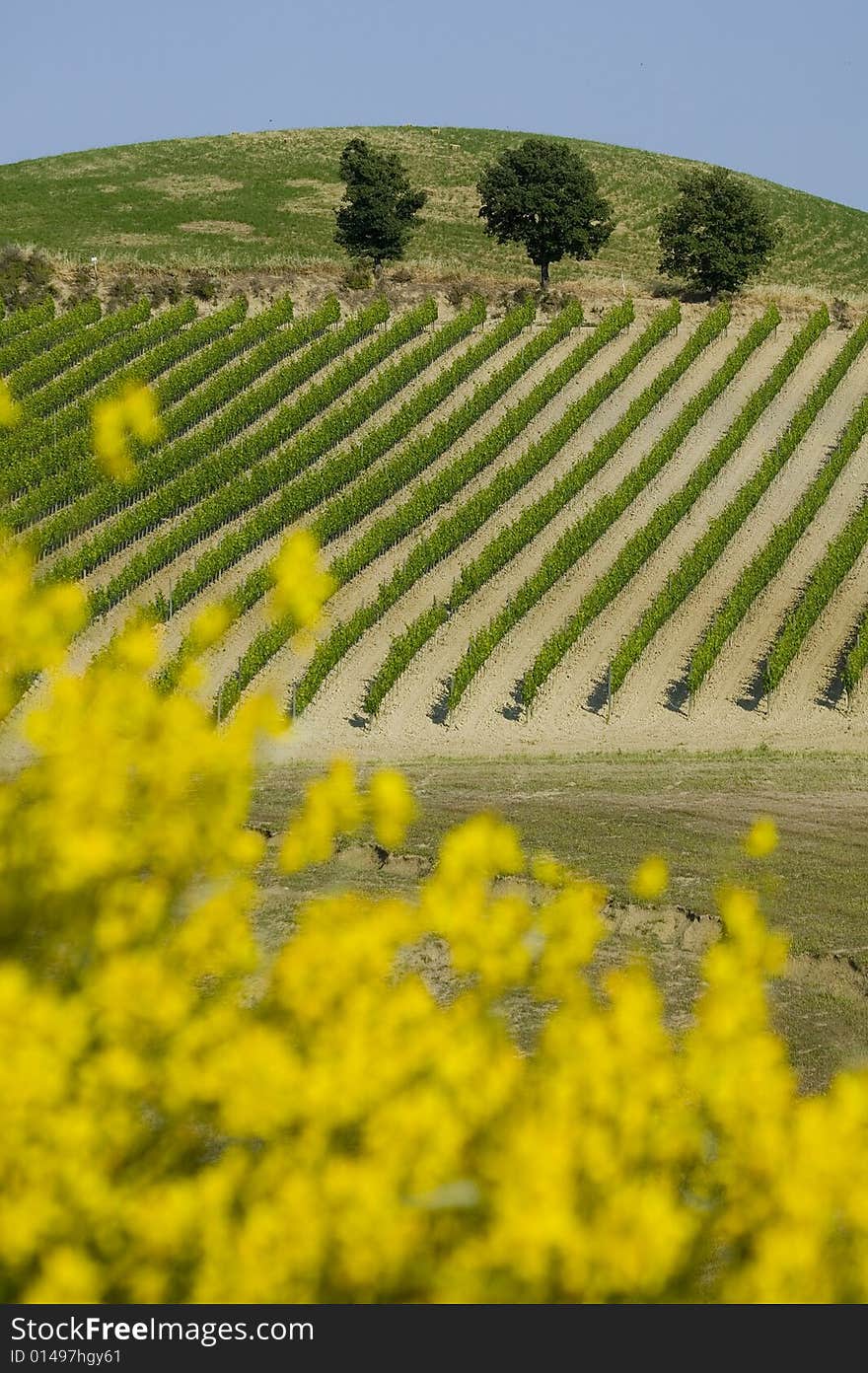 TUSCANY countryside with blooming bush