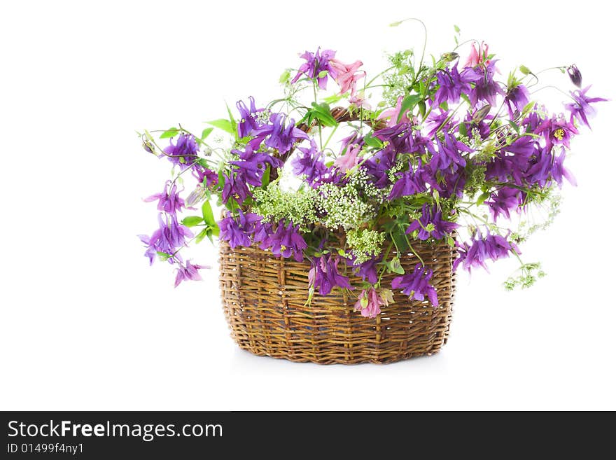 Bellflower in a basket