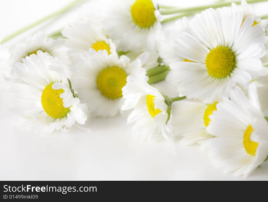 White daisies