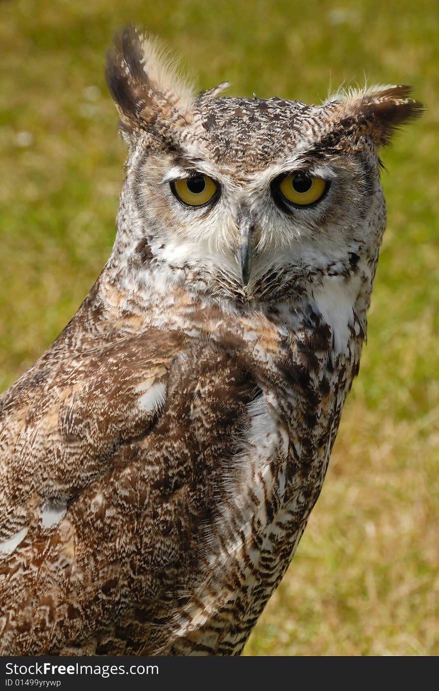 Close up study of the true owl, a raptor. Close up study of the true owl, a raptor