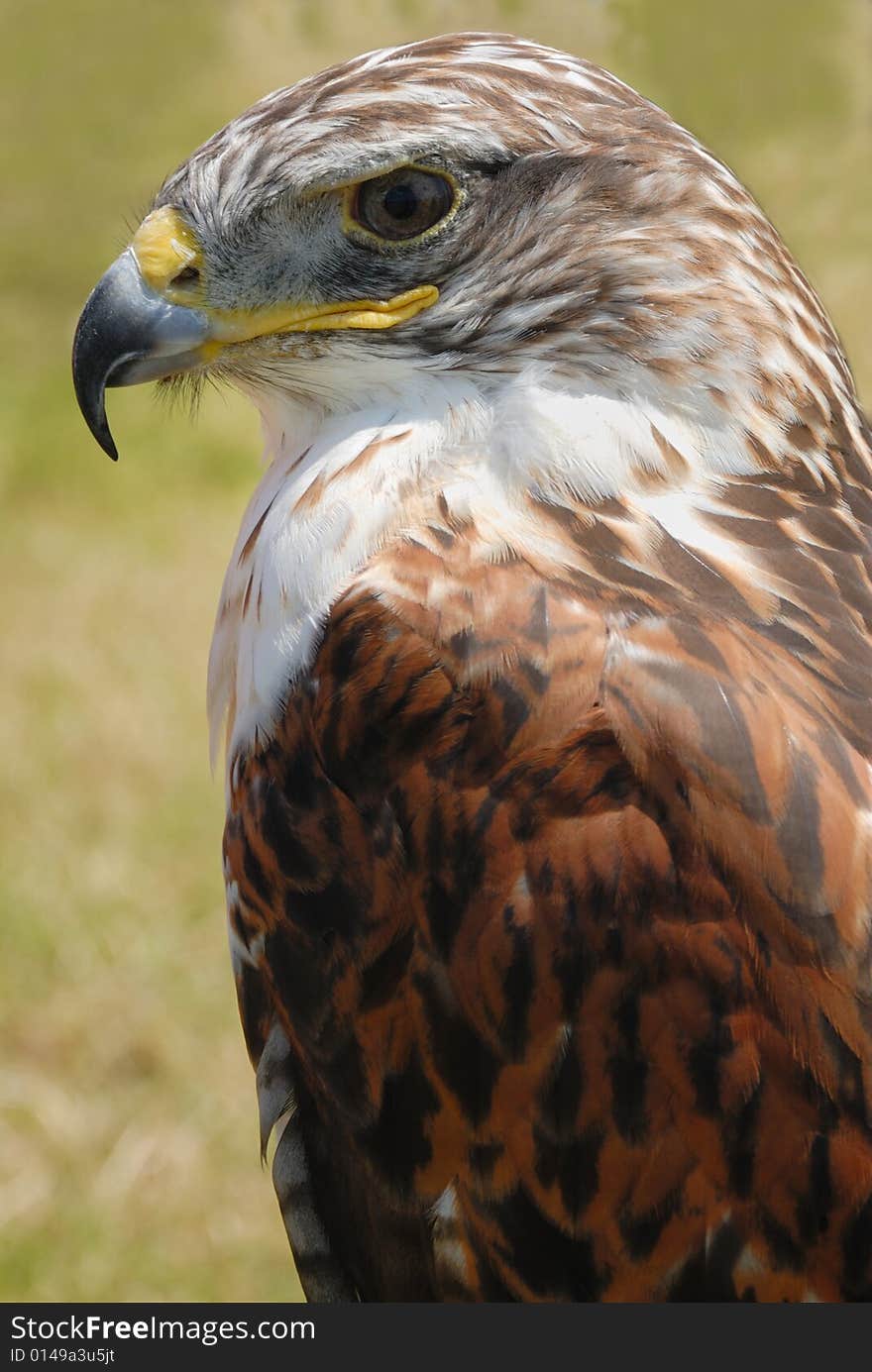 Closeup shot of red tail hawk, with its brown plumage and yellow beak