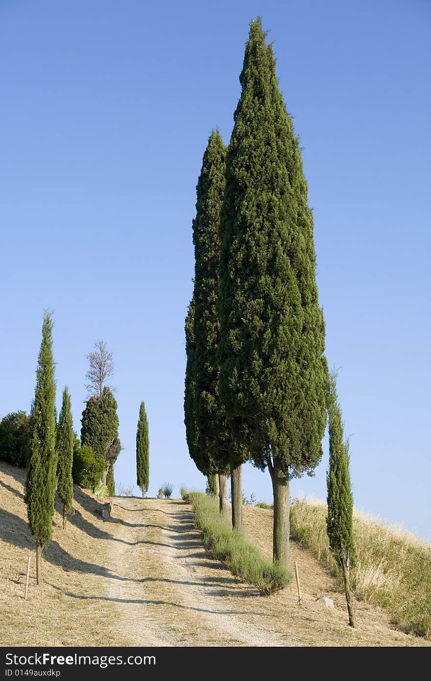 TUSCANY ROAD