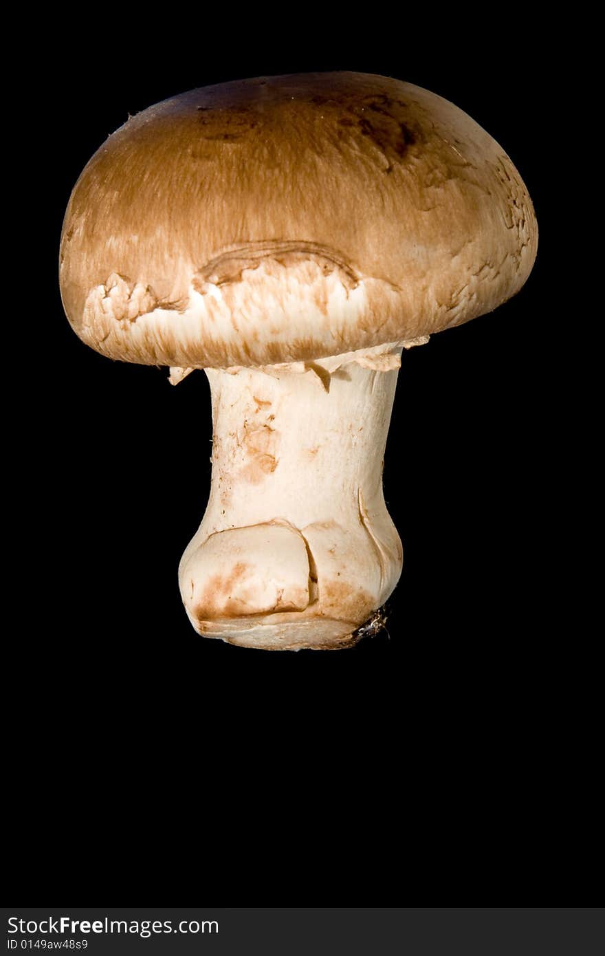 Mushroom