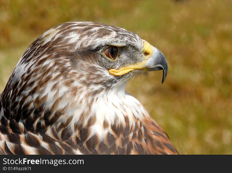 Closeup shot of red tail hawk, with its brown plumage and yellow beak