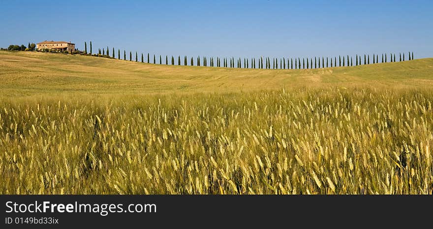 TUSCANY countryside with cypress and farm